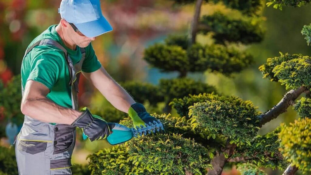 Premier Tree Care and Pruning Solutions in Rock Hill, SC