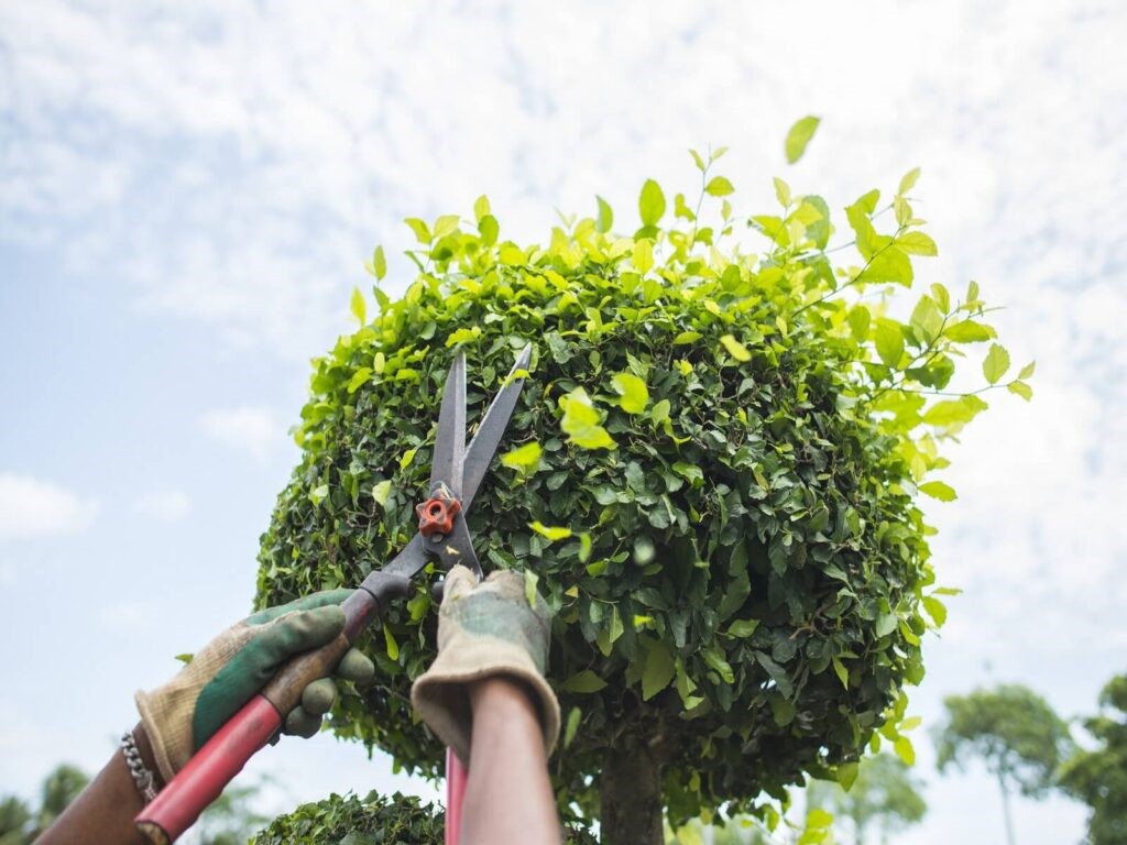 A Guide to North Carolina Tree Trimming Laws