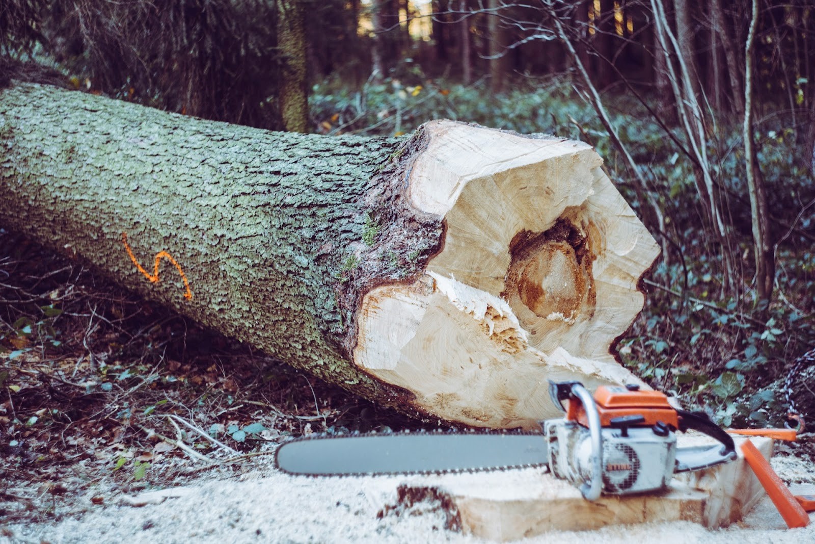 Special Considerations for tree removal laws in North Carolina