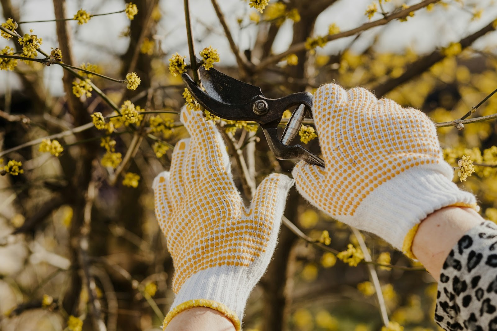 Tailoring Pruning to Tree Species' Needs