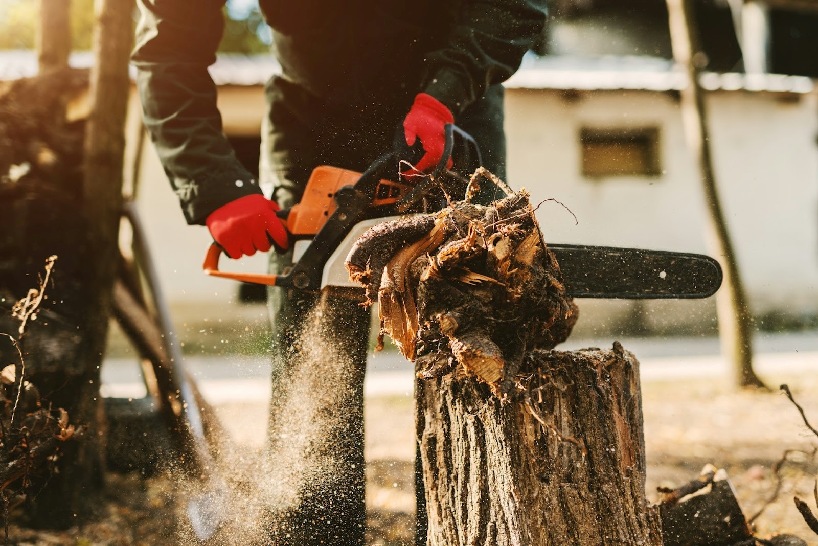 Ultimate Guide to North Carolina Tree Removal Laws